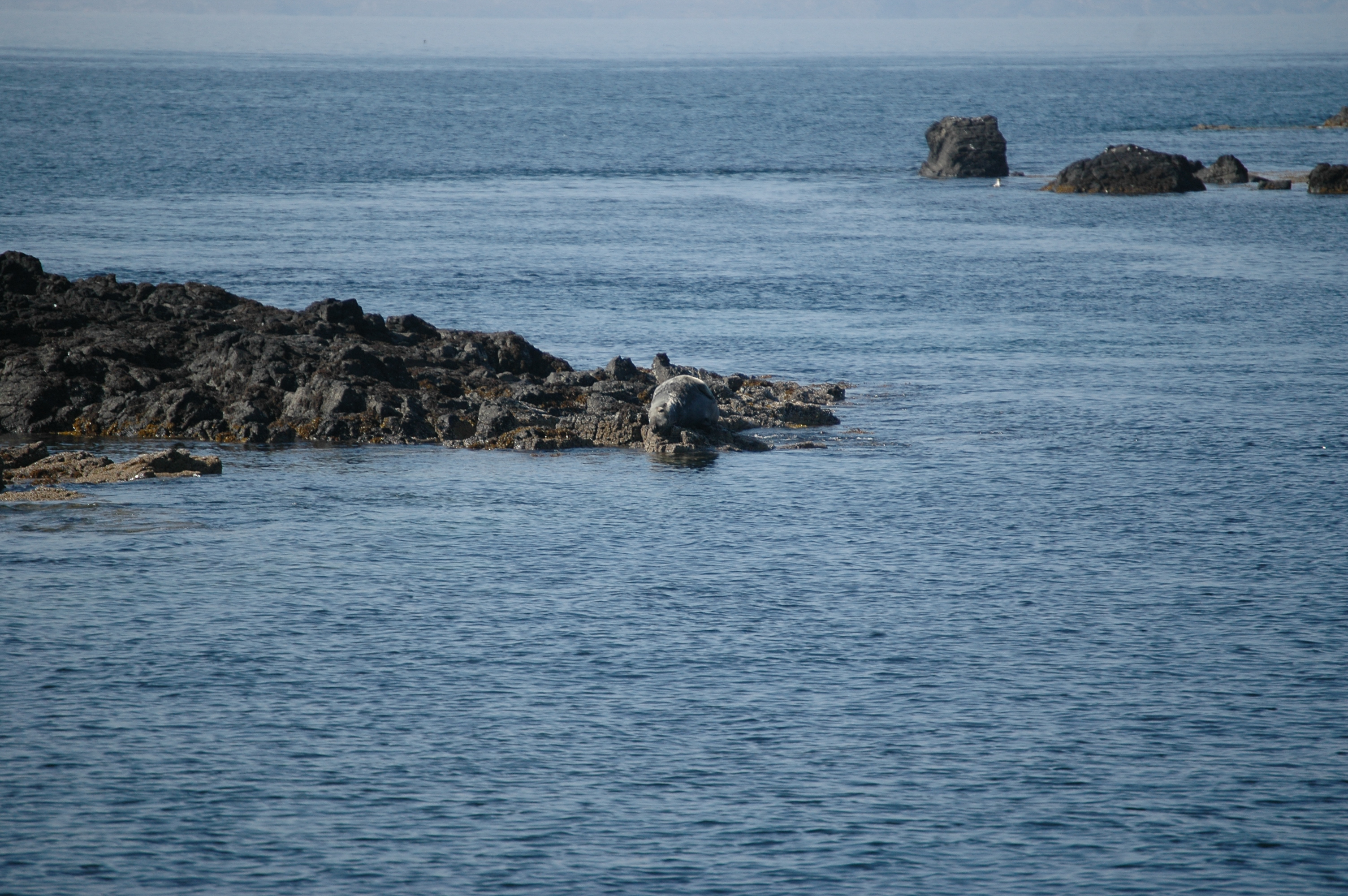 photos/wildlife/Mammal_Species/Common_Seal/Scotland 2008 1652.jpg